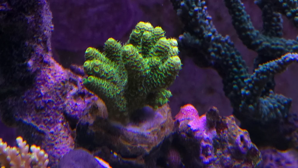 Nyligen fastsatta Acropora (1)