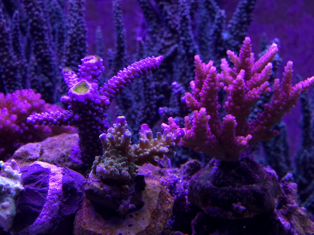 Nyligen fastsatta Acropora (3)