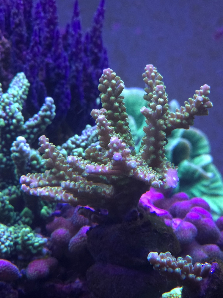 Nyligen fastsatta Acropora (7)