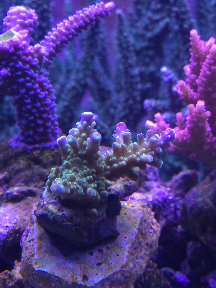 Nyligen fastsatta Acropora (9)