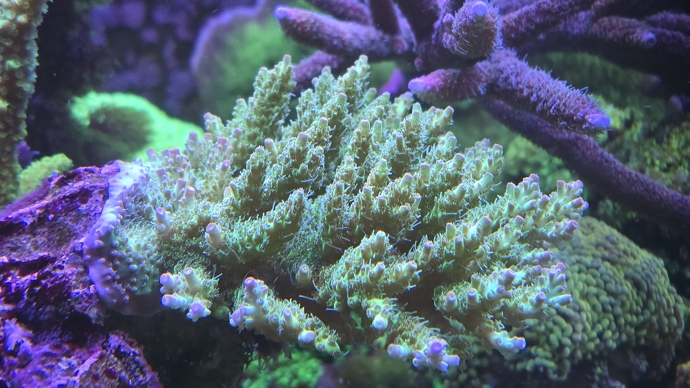 Acropora från Korallhavet (millepora eller hyacinthus?) (1)