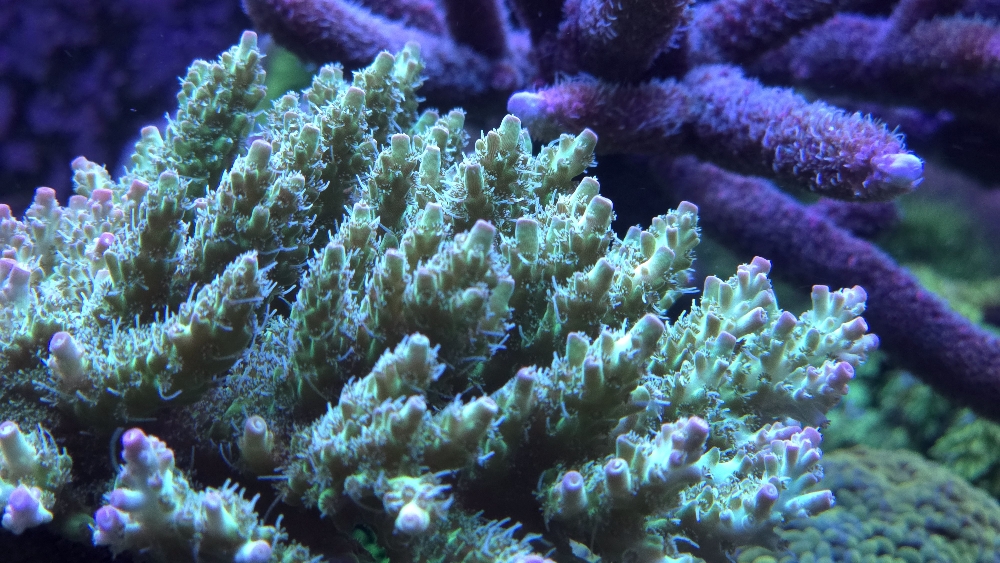Acropora från Korallhavet (millepora eller hyacinthus?) (2)