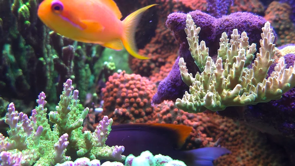 Röd Acropora formosa, orange Cyphastrea och clownfisk (3)