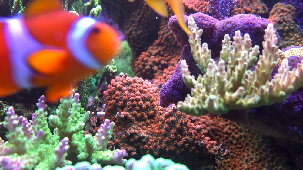 Röd Acropora formosa, orange Cyphastrea och clownfisk (4)
