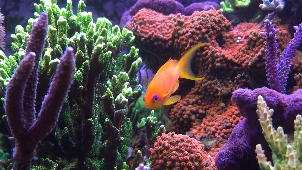 Röd Acropora formosa, orange Cyphastrea och clownfisk (5)