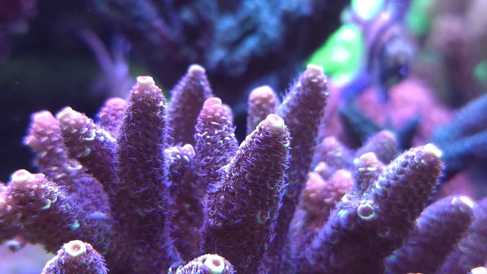 Mittenöns topp — anacropora, porites och blå handskpolyper (4)