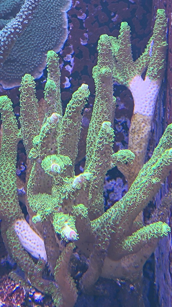 katanis acropora som polyperar kraftigt men tappar vävnad nedifrån (STN)