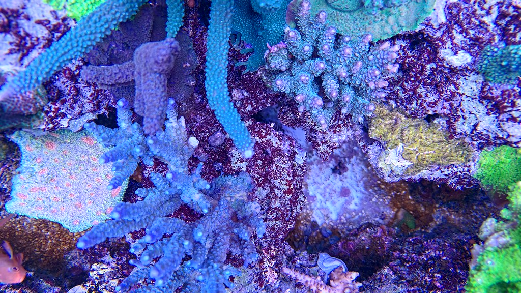 SPS-dominerat rev med blå och lila acropora-kolonier under blått ljus