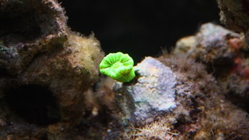 Den nyinsatta Caulastrea furcata