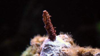 Den nya Acropora hyacinthus