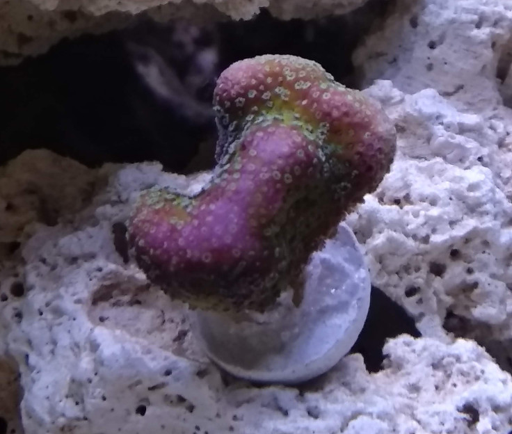 Buskstenkorall (Stylophora) i det nya revet