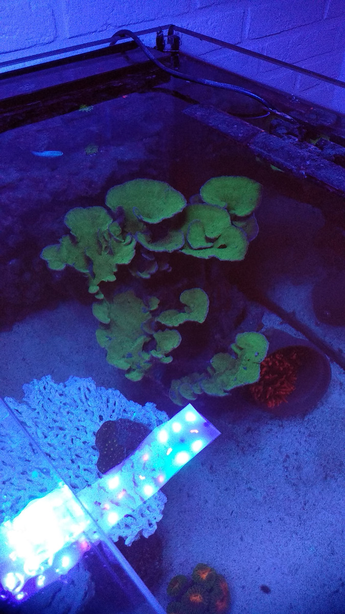 Grön Montipora