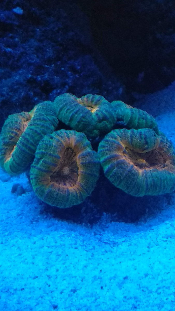 Orange-grön köttkorall (Lobophyllia)