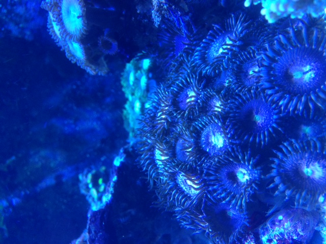 Korall under blåljus, detalj