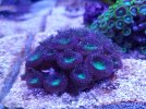 Korallerna matas med Reef-Roids