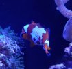 Skully, clownfisken som blev 7 år