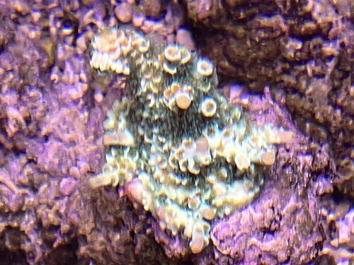 Acropora Orange Passion