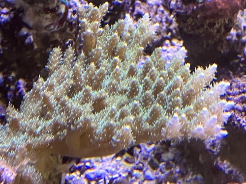Närbild på en acropora-koloni under blått ljus