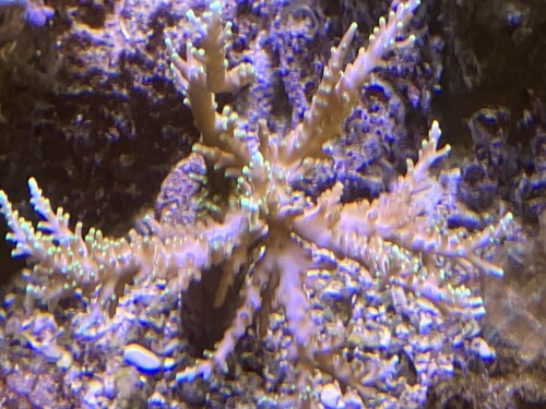 Acropora-koloni