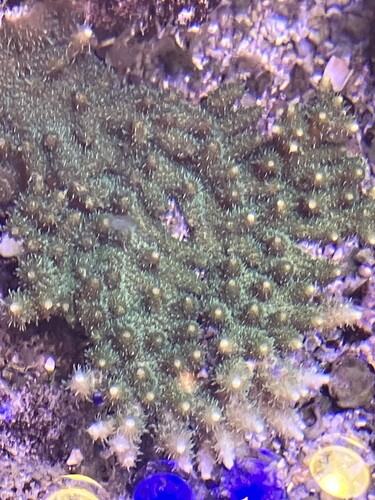 Översikt över acropora-kolonierna