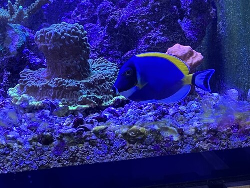 Den nya vitbröstade kirurgfisken