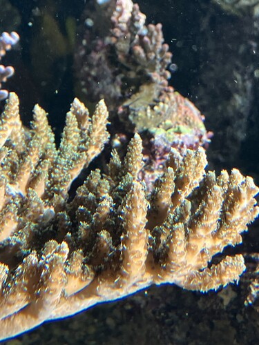 Acropora-koloni i morgonsol