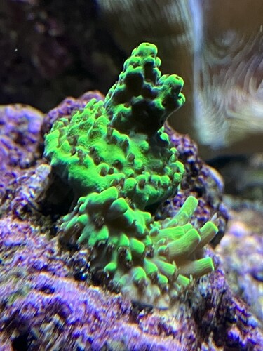 Färgglad acropora