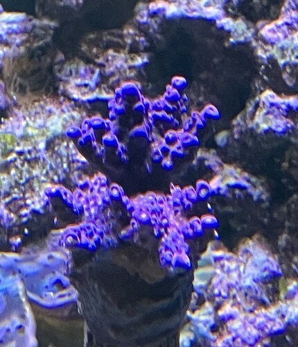 Acropora-koloni under blått ljus