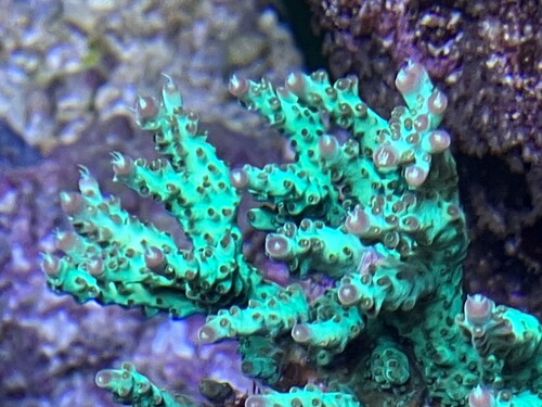 Acropora fotograferad ovanifrån med avstängda pumpar