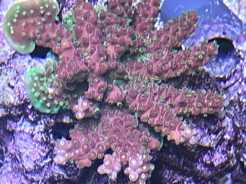 Acropora-koloni uppifrån