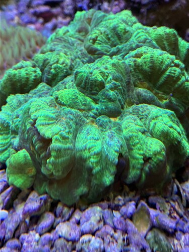 Space invader-acropora, välmående efter musslans spawning