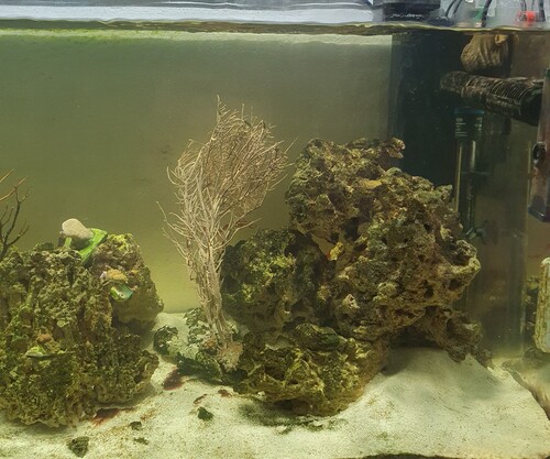 Chromis och clownfisk i lagunen