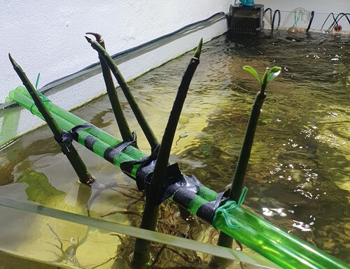 Röd mangrove som skjuter blad