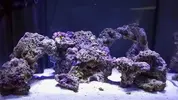 Ny aquascaping med en bro och terrass till höger