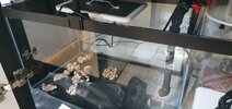 Skimmer och värmare i mittkammaren