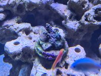 Närbild på Acropora