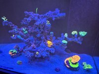 Montipora-kolonin breder ut sig