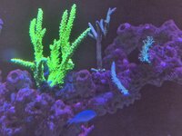 Montipora-kolonin breder ut sig