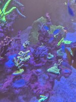 Euphyllia i förgrunden