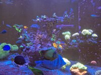 Närbild på Acropora