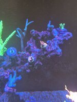 Montipora-kolonin breder ut sig