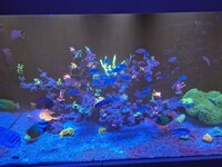 Euphyllia i förgrunden