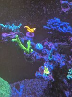 Euphyllia i förgrunden