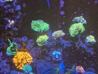 Eleganskorall i förgrunden