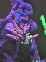 Euphyllia i förgrunden