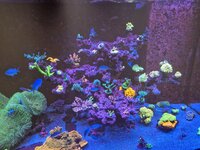 Närbild på Acropora