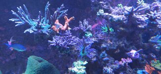 Närbild på en stor Acropora