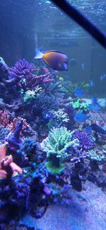 Närbild på en stor Acropora