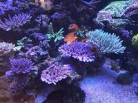 Närbild på en stor Acropora