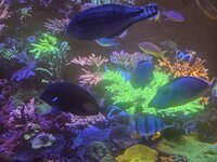 Närbild på en stor Acropora
